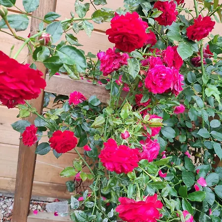 Woodorf Drewnem Uslane - Dom Z Jacuzzi Nad Rzeka Slupia Wsrod Pol I Lasow Z Grillowa, Ogniskiem I Placami Zabaw Dla Dzieci Vila