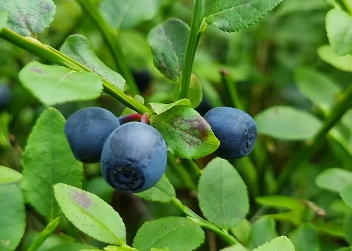 Villa Woodorf Drewnem Uslane - Dom Z Jacuzzi Nad Rzeka Slupia Wsrod Pol I Lasow Z Grillowa, Ogniskiem I Placami Zabaw Dla Dzieci Ustka