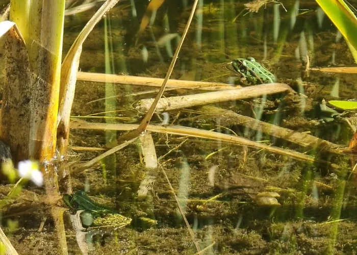 Woodorf Drewnem Uslane - Dom Z Jacuzzi Nad Rzeka Slupia Wsrod Pol I Lasow Z Grillowa, Ogniskiem I Placami Zabaw Dla Dzieci *