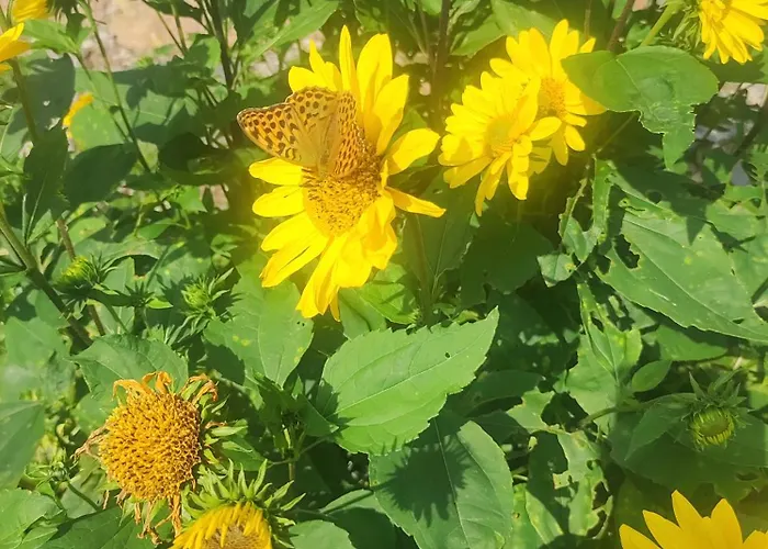 Woodorf Drewnem Uslane - Dom Z Jacuzzi Nad Rzeka Slupia Wsrod Pol I Lasow Z Grillowa, Ogniskiem I Placami Zabaw Dla Dzieci