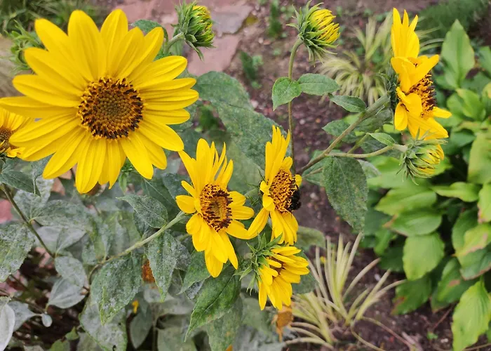 Villa Woodorf Drewnem Uslane - Dom Z Jacuzzi Nad Rzeka Slupia Wsrod Pol I Lasow Z Grillowa, Ogniskiem I Placami Zabaw Dla Dzieci