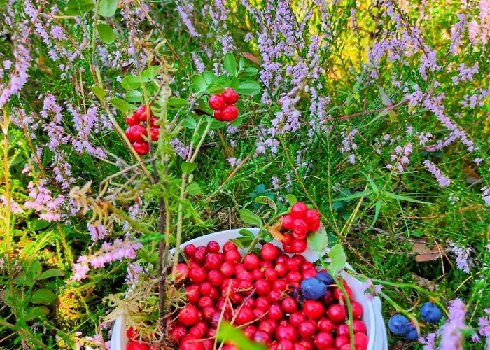 Woodorf Drewnem Uslane - Dom Z Jacuzzi Nad Rzeka Slupia Wsrod Pol I Lasow Z Grillowa, Ogniskiem I Placami Zabaw Dla Dzieci Villa *