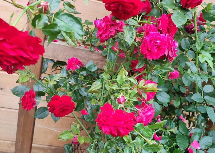 Woodorf Drewnem Uslane - Dom Z Jacuzzi Nad Rzeka Slupia Wsrod Pol I Lasow Z Grillowa, Ogniskiem I Placami Zabaw Dla Dzieci Villa